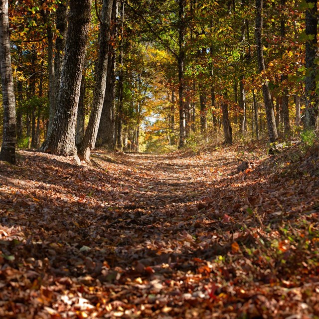 A wide trail covered with leaves, through a forest. 