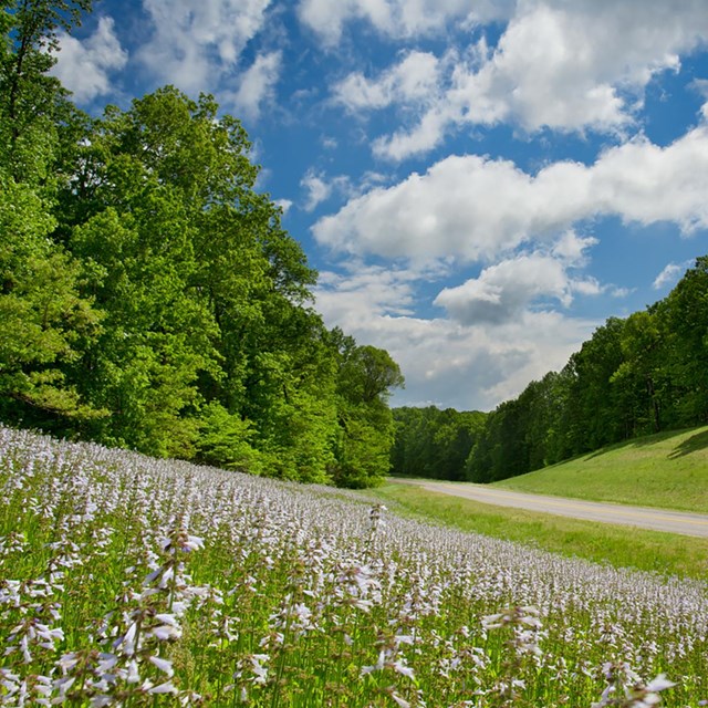 Two lane road lined with trees & lavender colored flowers on one side. The sky is blue with clouds.