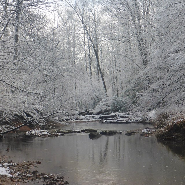 Snowy forest 