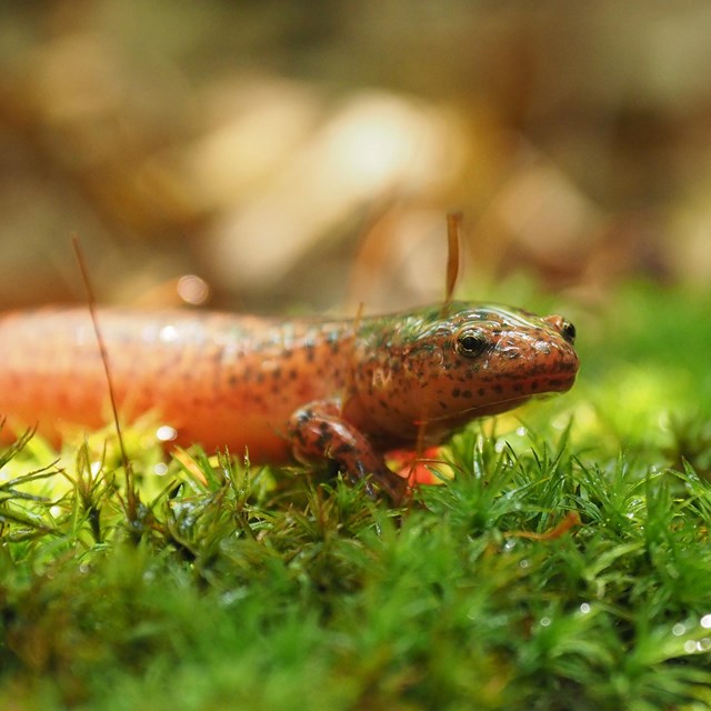 Northern red salamander