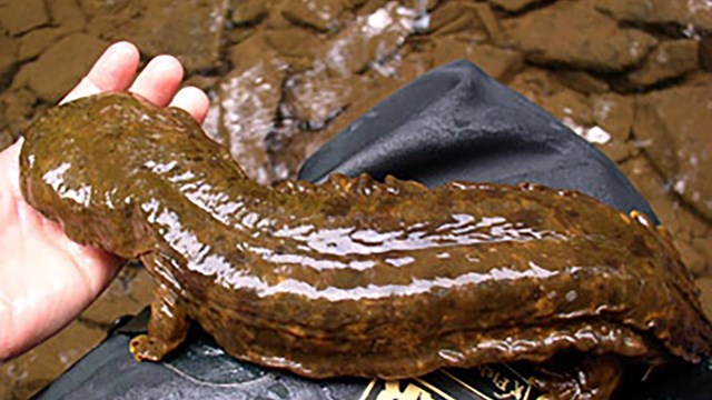 person holding a very large salamander