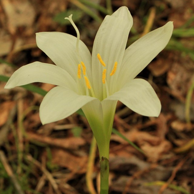 A white lily with a green center.