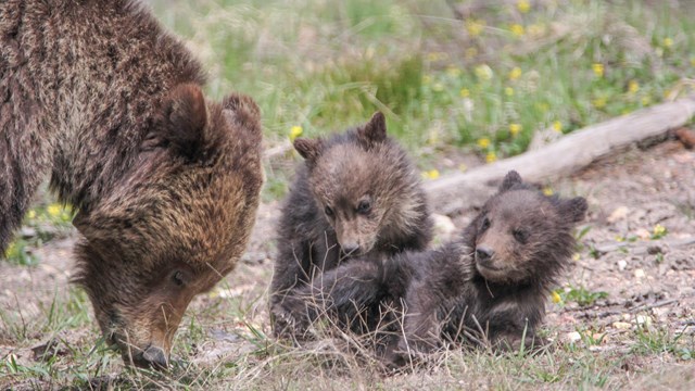 photo of a grizzly bear and two cubs 