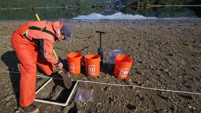 A researchers digs invertebrates from a sampling plot on the Alaskan coast.