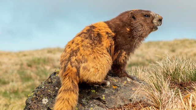 A golden brown marmot perches on a rock in a meadow.