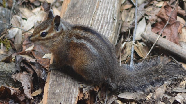 Siskiyou chipmunk sitting on a small piece of wood surrounded by leaves.