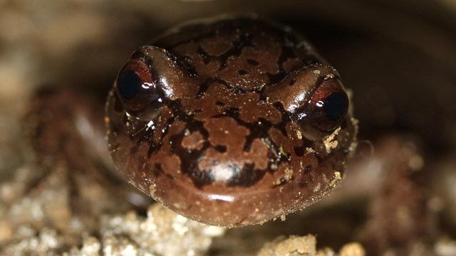 Face of pacific giant salamander