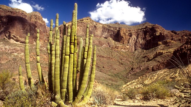 An organ pipe cactus on rocks under a beautiful azul sky with a puffy white cloud.