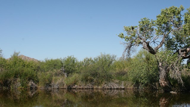 A large cottonwood tree with palo verde trees behind it sit near Quitobaquito pond.