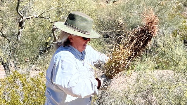 An older female botanist wearing a green sun hat and grey shirt pulls buffelgrass out of the ground.