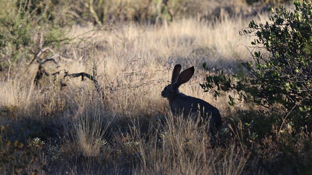 A silhouetted black-tailed jackrabbit surveys the surroundings. 