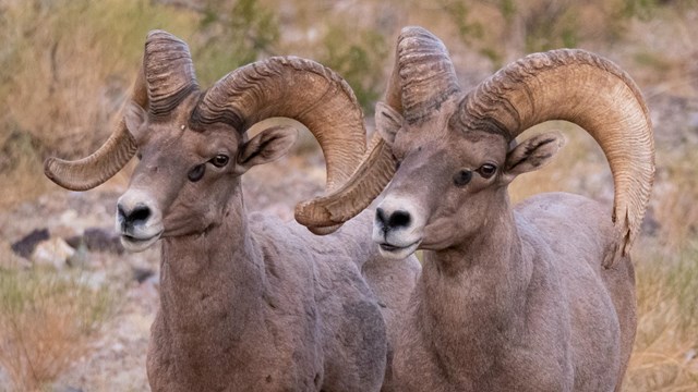 A pair of male bighorn sheep with large horns face the camera. 