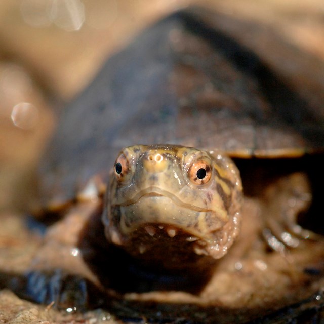 A Sonoyta mud turtle with it gray-brown head out of its darker gray shell. 