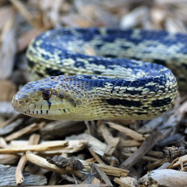 Close-up of a gopher snake with dull yellow body and distinct dark markings on its face.