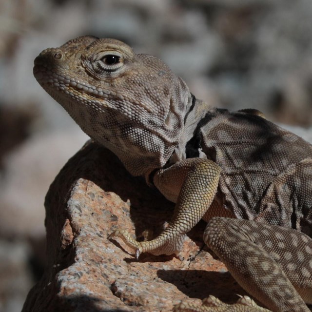 A collared lizard with black and white bands on its neck is poised on top of a rock.