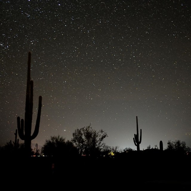 desert at night, saguaro cacti in sillhouette by night glow