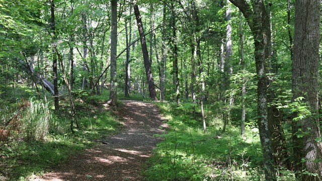 A dirt trail through a thick green forest.