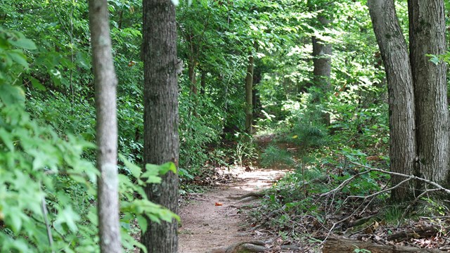 A dirt path winding through tall shaded trees