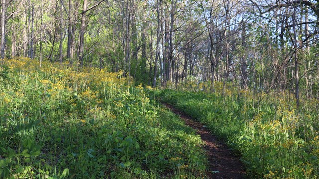 A dirt trail passing through a field of wildflowers on the edge of a forest