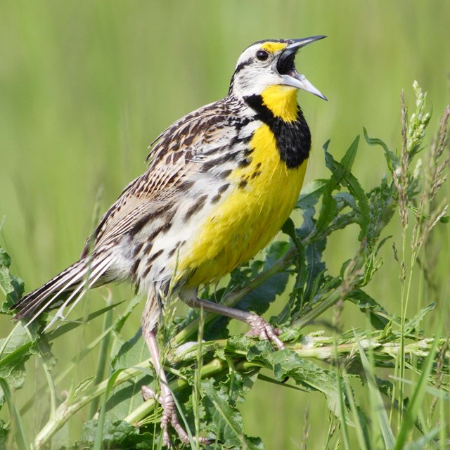 a black, brown, and white spotted bird with a yellow chest