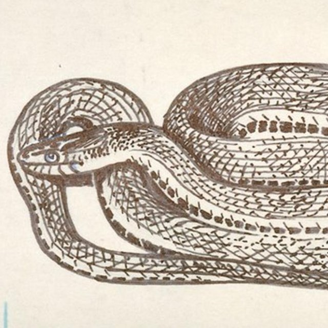 a drawing of a snake
