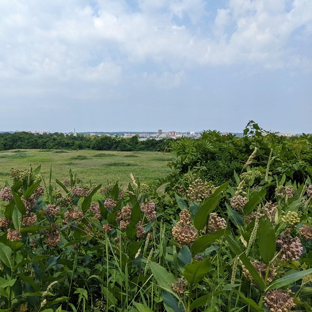 milkweed on the edge of a field