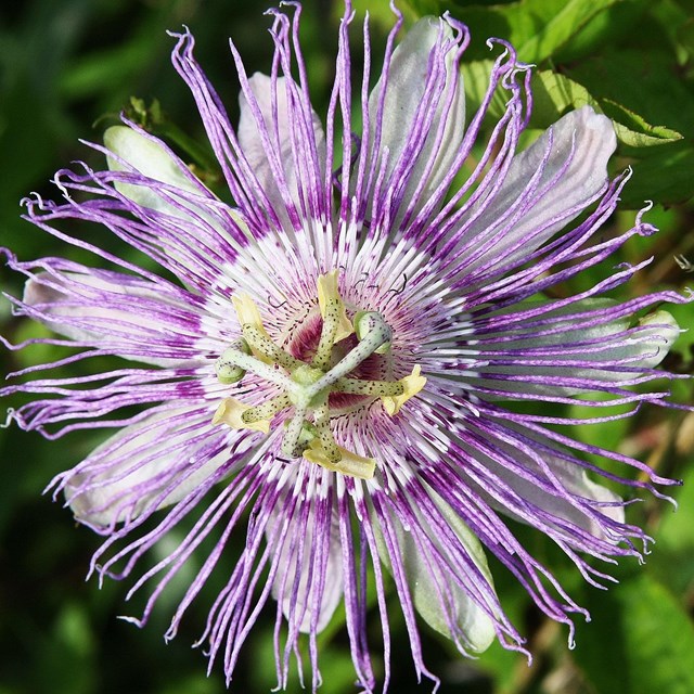 a purple flower with many stamens 