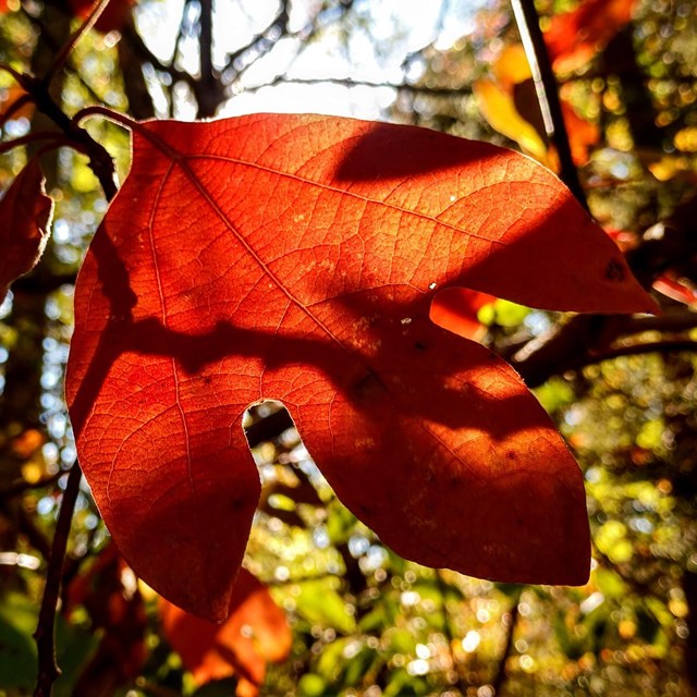 a red leaf with three nodes