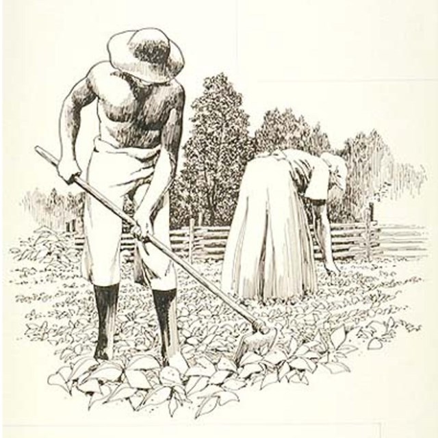 Male and female slaves hoeing and tending to crops in the field.
