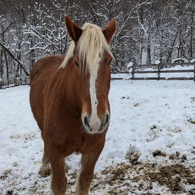 a brown and white horse stands in the snow