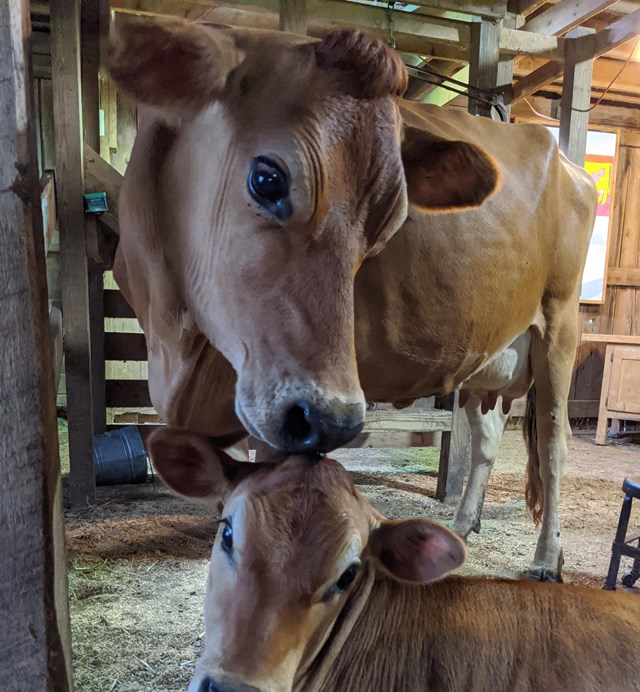 a brown cow licks her calf