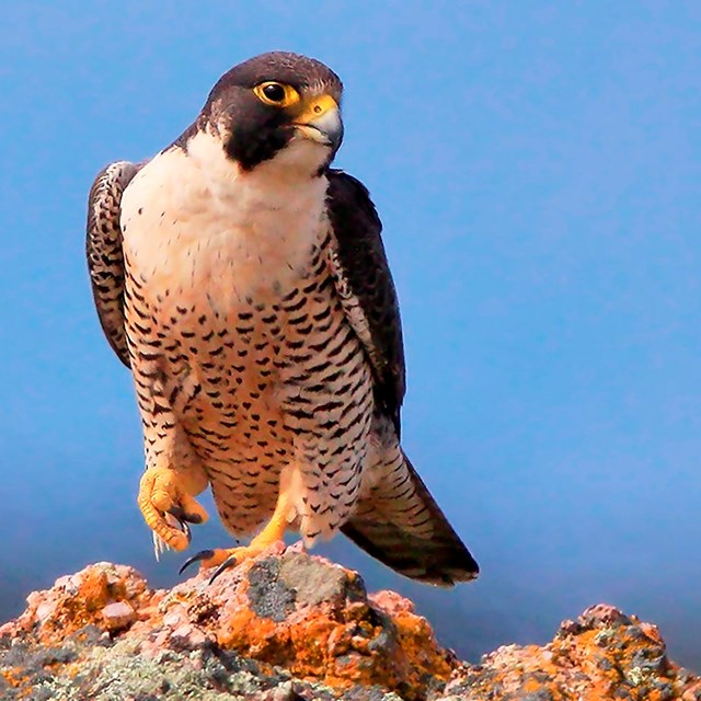 Peregrine falcon perched on a cliff top