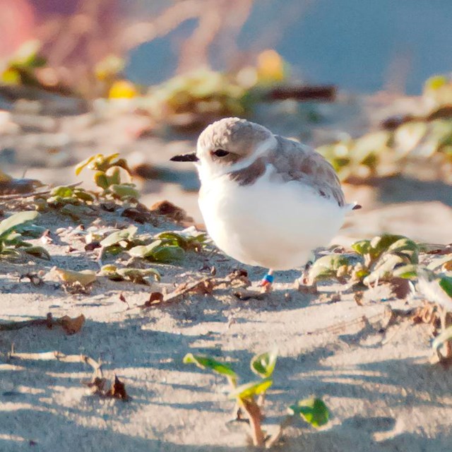 Plover on a sand dune with a view of the Golden Gate Bridge