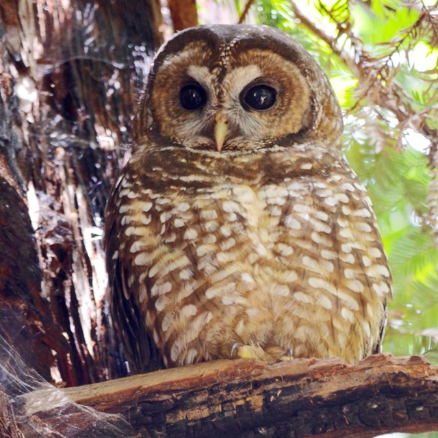 A northern spotted owl perched next to a tree trunk
