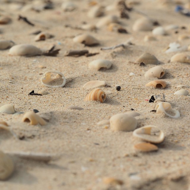 Shells and bits of plastic in the sand.