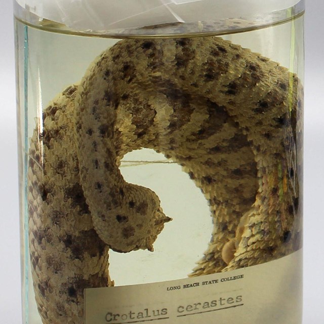 Sidewinder (Crotalus cerastes)