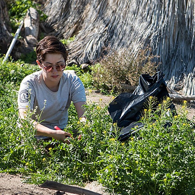 Staff remove invasive plants