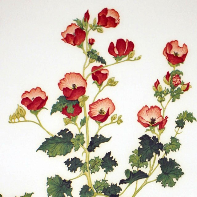 Desert Globemallow print