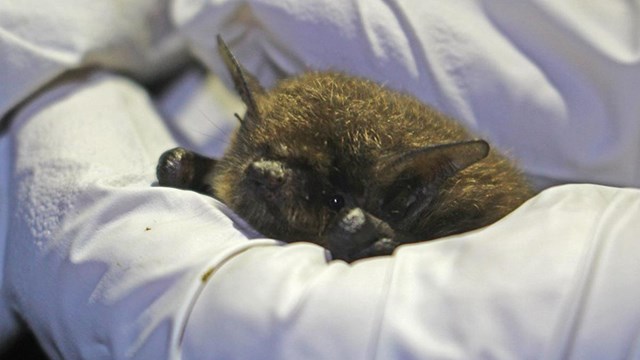 Small furry bat peeks out from the white-gloved hands of a researcher.