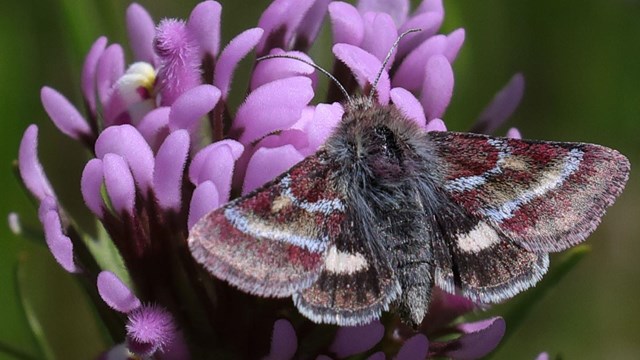Photo of a common flower moth perched on a purple flower.