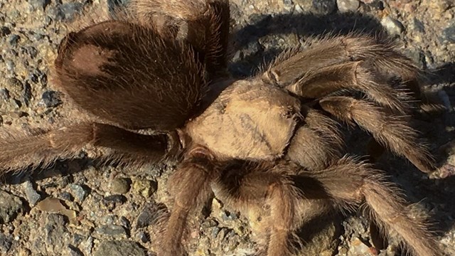 Photo of furry brown legs and rounded body of a female desert tarantula.