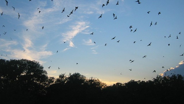 Bats flying through a blue sky over the silhouette of trees at dusk.