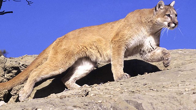 Mountain lion prowls on a rocky landscape under a bright blue sky.