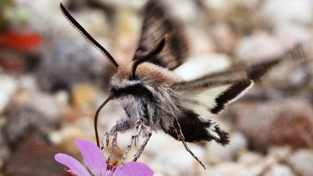 A species of sphinx moth sips nectar while hovering above a flower.