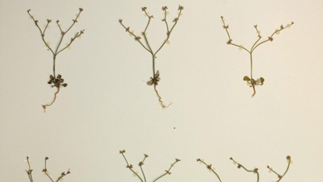 Specimens from rock and scree habitat, Pinnacles Digital Herbarium.