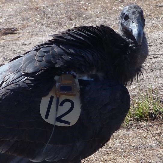 Condors with tan tags on their wings