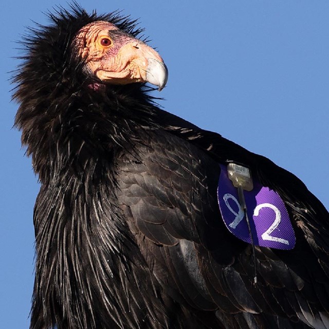 Condors with purple tags on their wings