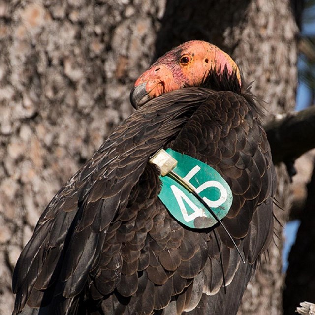 Condors with green tags on their wings.