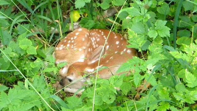 White-tailed deer fawn curling up on the ground in green leaves, hiding.