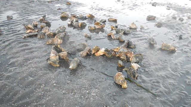 Loose live non-native oysters from Bed 17 in Drakes Estero. January 1, 2015.